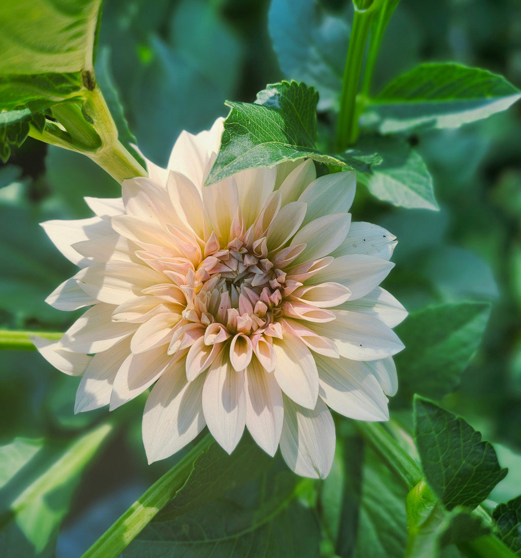 Café au Lait Mini (Jolene)