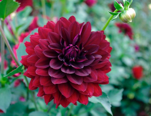 Hollyhill Black Widow