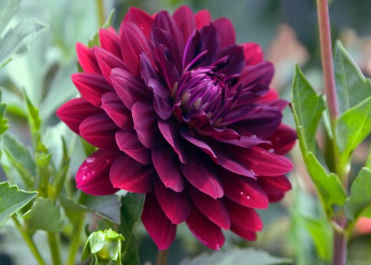 Hollyhill Black Widow