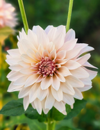 Café au Lait Mini (Jolene)