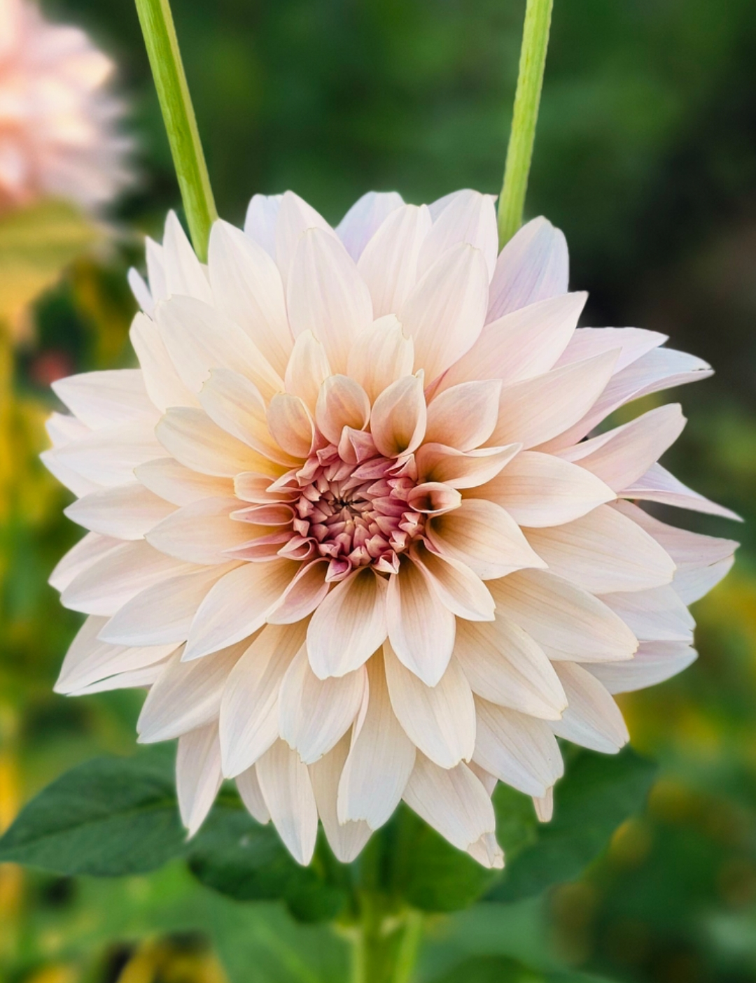 Café au Lait Mini (Jolene)